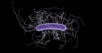 c difficle bacteria shaped like a hotdog with a million scary sticky arm whips, provided by the CDC.